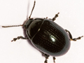Chrysolina oricalcia